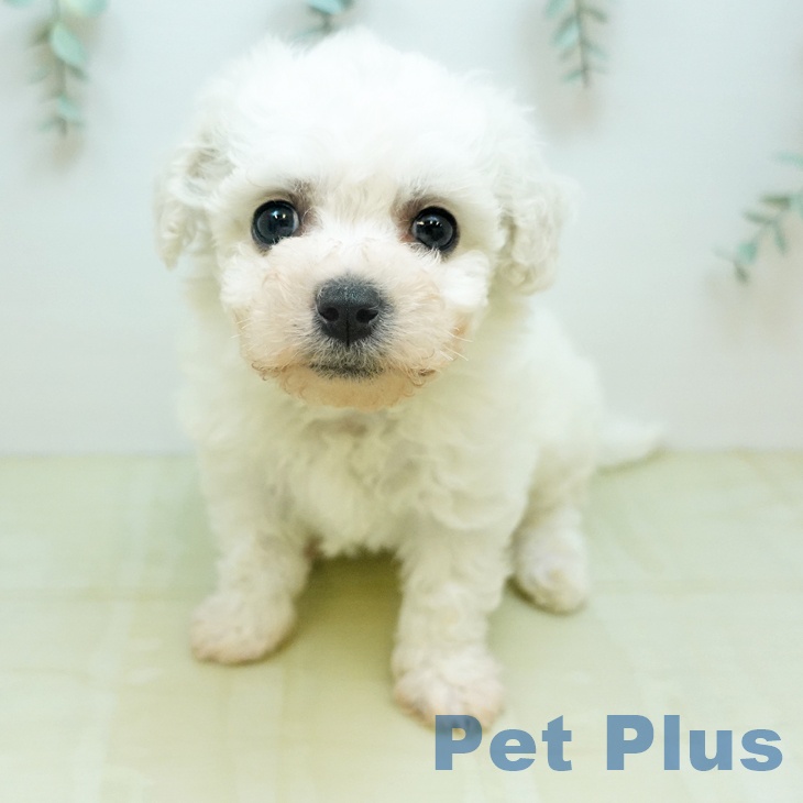 ビション・フリーゼ