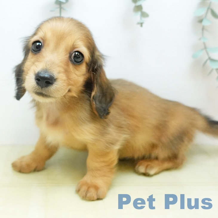 ミニチュア・ダックスフンドの写真2