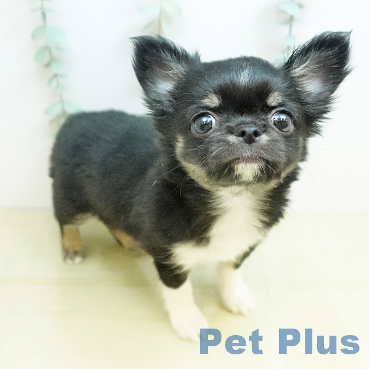 岡山県のチワワ(ロング) (ペッツワン 岡山南店/2026年2月3日生まれ/男の子/ブラッククリームホワイト)の子犬の1枚目の画像