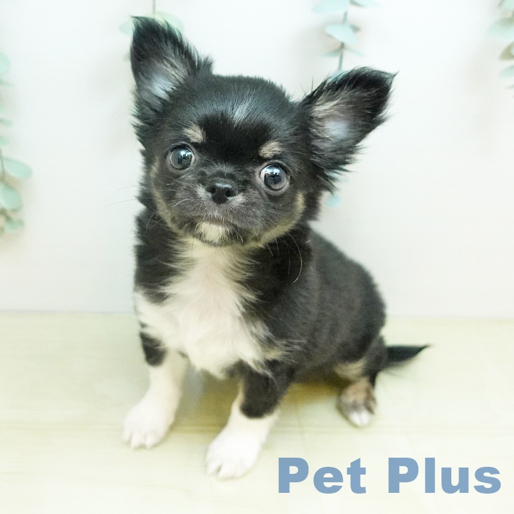 岡山県のチワワ(ロング) (ペッツワン 岡山南店/2026年2月3日生まれ/男の子/ブラッククリームホワイト)の子犬の2枚目の画像