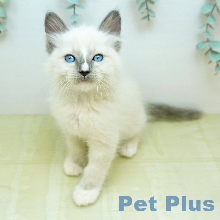 岡山県のラグドール (ペッツワン 岡山南店/2026年2月3日生まれ/男の子/ブルーポイントミテッド)の子猫の1枚目の画像