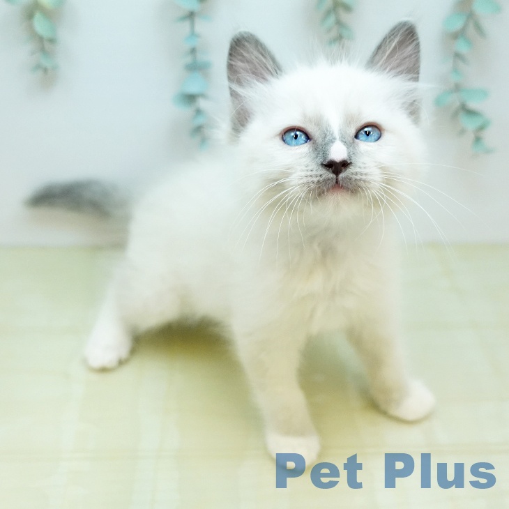 岡山県のラグドール (ペッツワン 岡山南店/2026年2月3日生まれ/男の子/ブルーポイントミテッド)の子猫の2枚目の画像