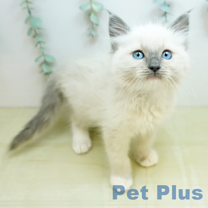 ラグドールの写真2