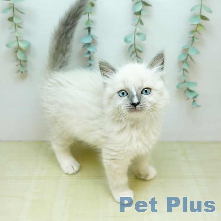 鳥取県のラグドール (ペッツワン 日吉津店/2026年2月3日生まれ/女の子/ブルーポイントミテッド)の子猫の2枚目の画像