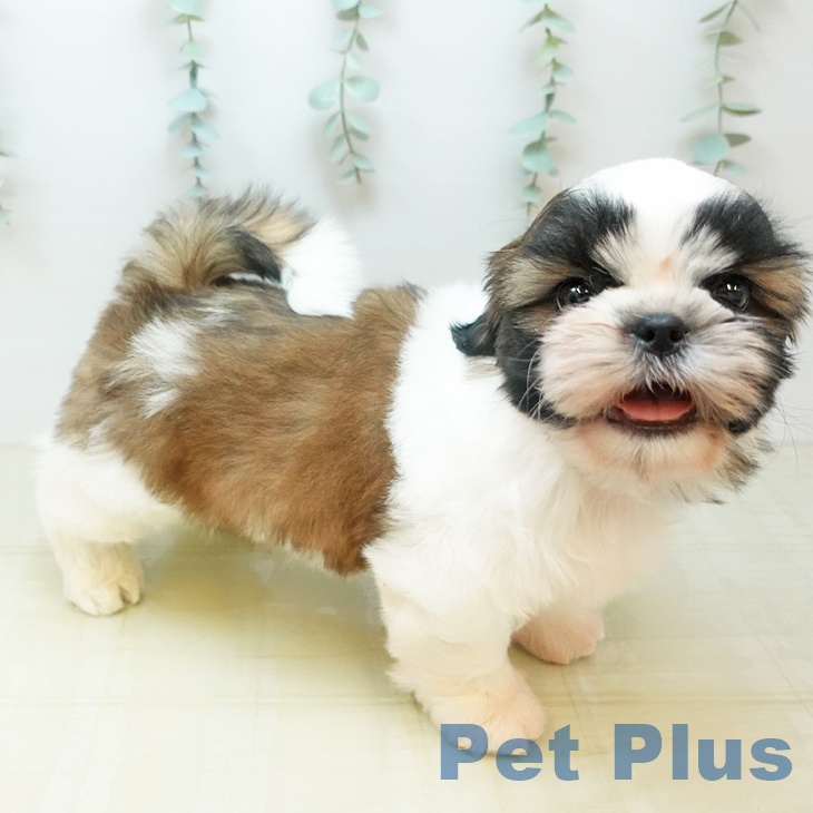 シー・ズーの写真2