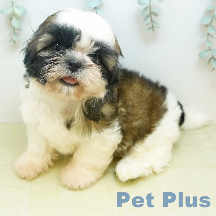 シー・ズーの写真2