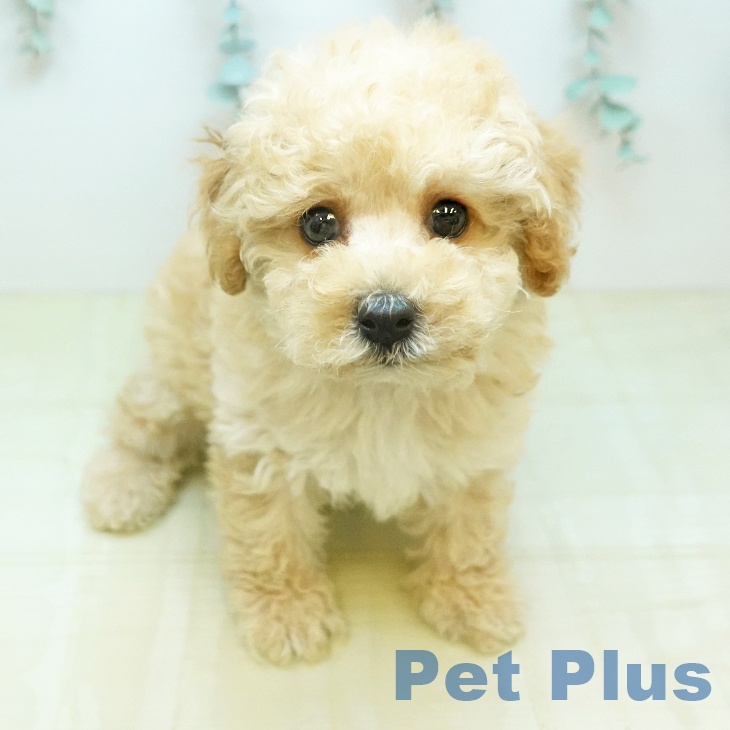 岡山県のトイプードル(トイ) (ペッツワン 岡山南店/2026年2月1日生まれ/男の子/クリーム)の子犬の1枚目の画像
