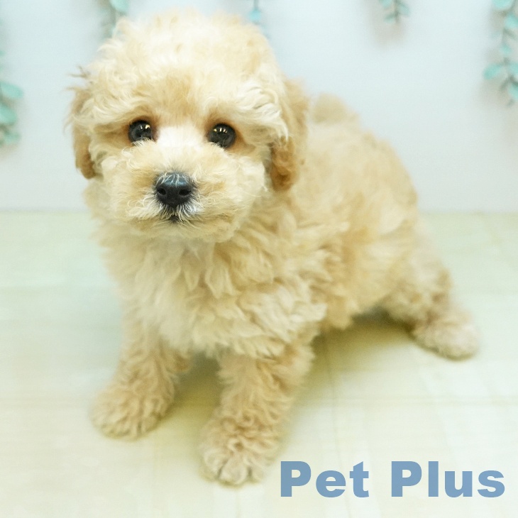 岡山県のトイプードル(トイ) (ペッツワン 岡山南店/2026年2月1日生まれ/男の子/クリーム)の子犬の2枚目の画像
