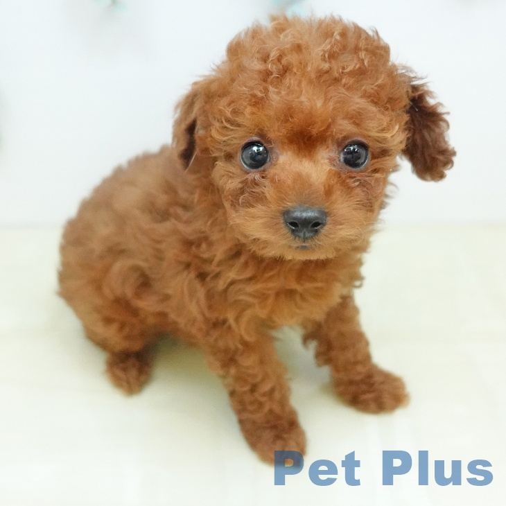 トイ・プードルの写真2