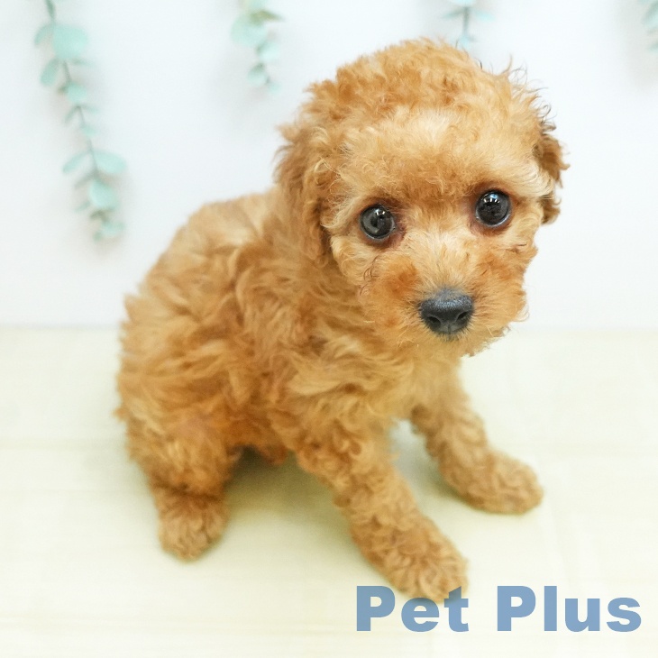 トイ・プードルの写真2