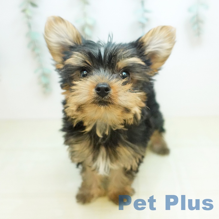 ヨークシャー・テリア