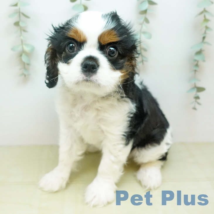 千葉県のキャバリアキングチャールズスパニエル (ペットプラス 船橋店/2026年2月3日生まれ/男の子/トライカラー)の子犬の1枚目の画像