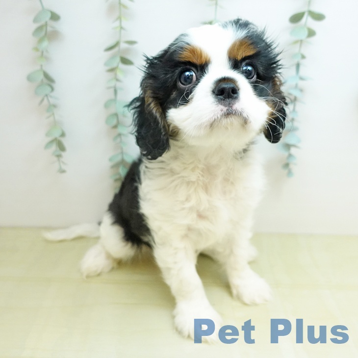 千葉県のキャバリアキングチャールズスパニエル (ペットプラス 船橋店/2026年2月3日生まれ/男の子/トライカラー)の子犬の2枚目の画像