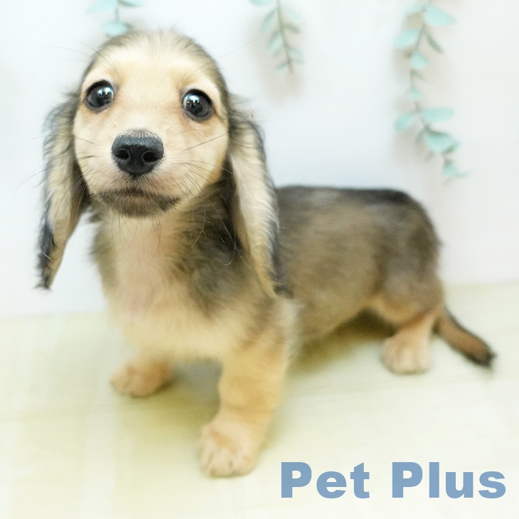 茨城県のミニチュアダックスフンド(ロング) (ペットプラス つくば店/2026年2月1日生まれ/女の子/シェーデットイエロー)の子犬の1枚目の画像