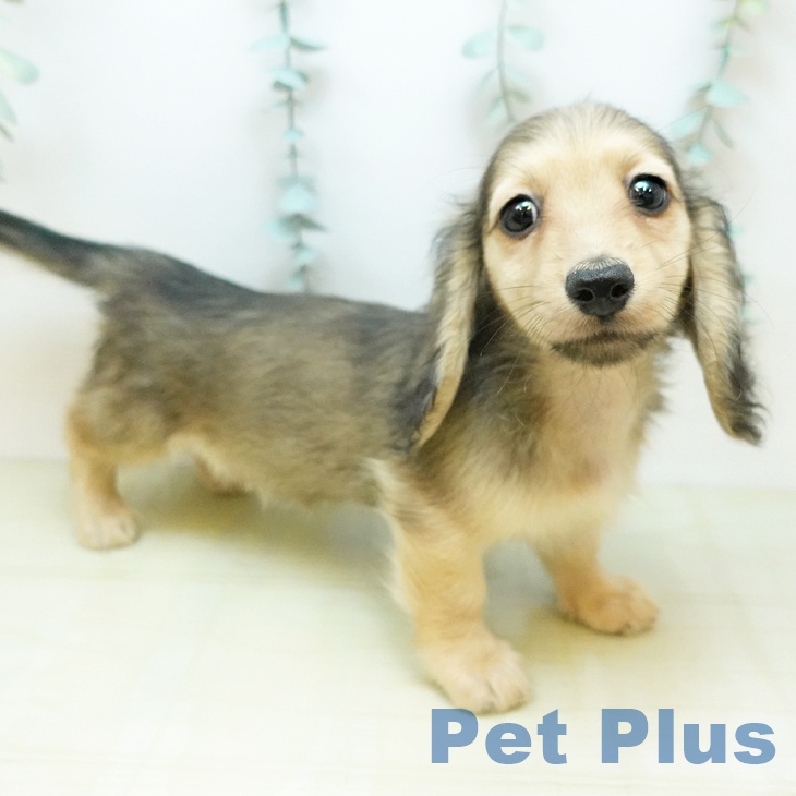 茨城県のミニチュアダックスフンド(ロング) (ペットプラス つくば店/2026年2月1日生まれ/女の子/シェーデットイエロー)の子犬の2枚目の画像