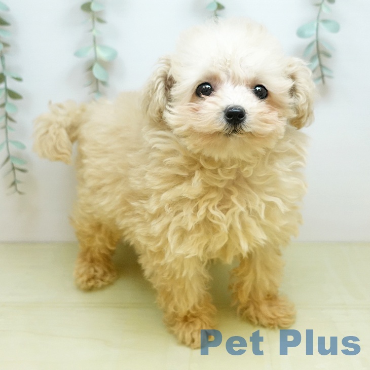 トイ・プードル