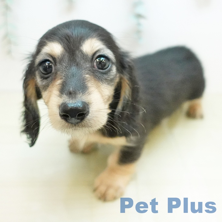 岡山県のミニチュアダックスフンド(ロング) (ペッツワン 岡山南店/2026年2月6日生まれ/男の子/ブラックイエロー)の子犬の1枚目の画像