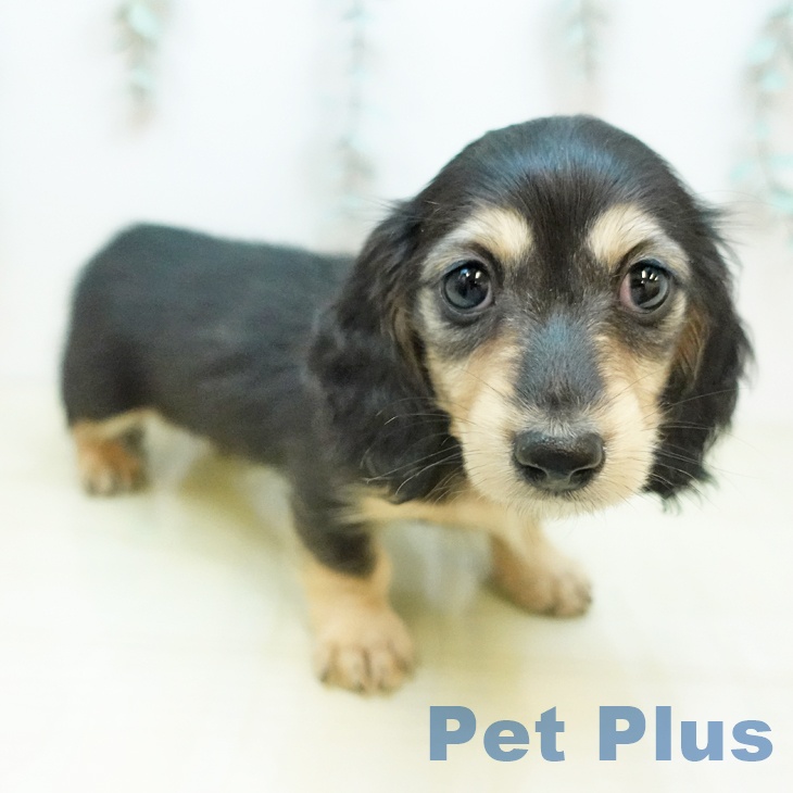 岡山県のミニチュアダックスフンド(ロング) (ペッツワン 岡山南店/2026年2月6日生まれ/男の子/ブラックイエロー)の子犬の2枚目の画像