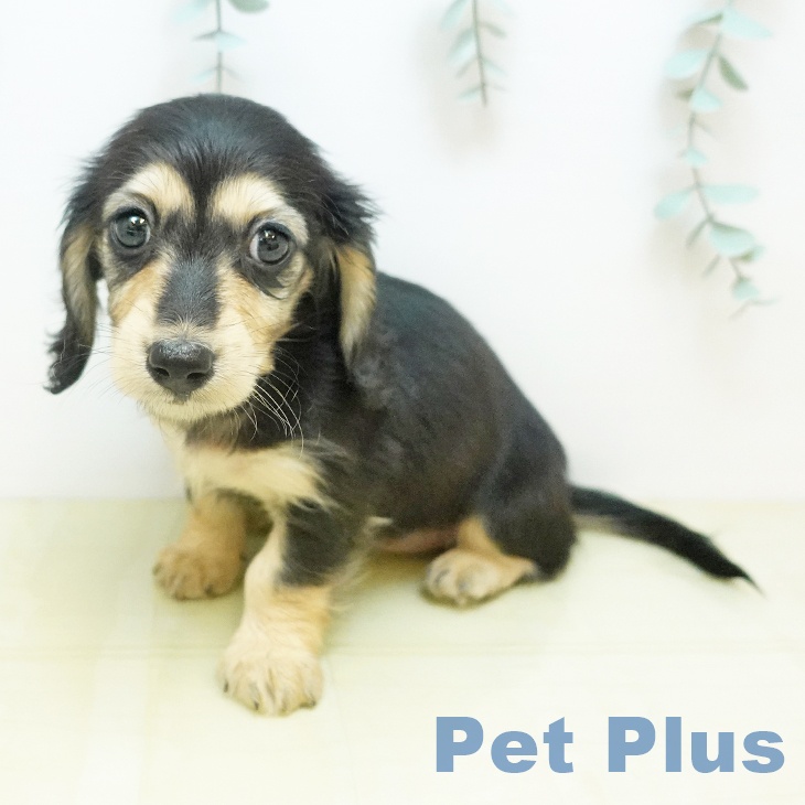 ミニチュア・ダックスフンド