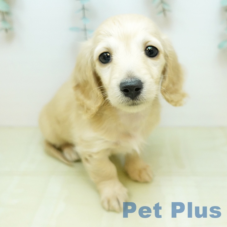 埼玉県のミニチュアダックスフンド(ロング) (ペッツワン 吉川美南店/2026年2月6日生まれ/女の子/イエロー)の子犬の1枚目の画像