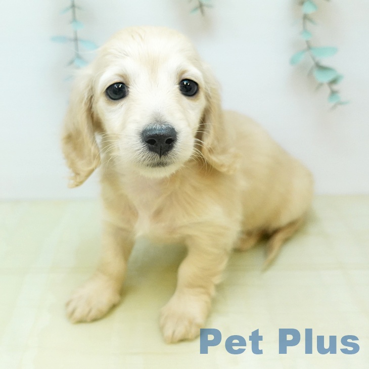 埼玉県のミニチュアダックスフンド(ロング) (ペッツワン 吉川美南店/2026年2月6日生まれ/女の子/イエロー)の子犬の2枚目の画像