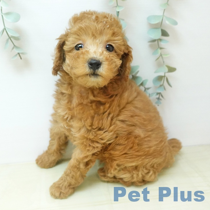 トイ・プードル