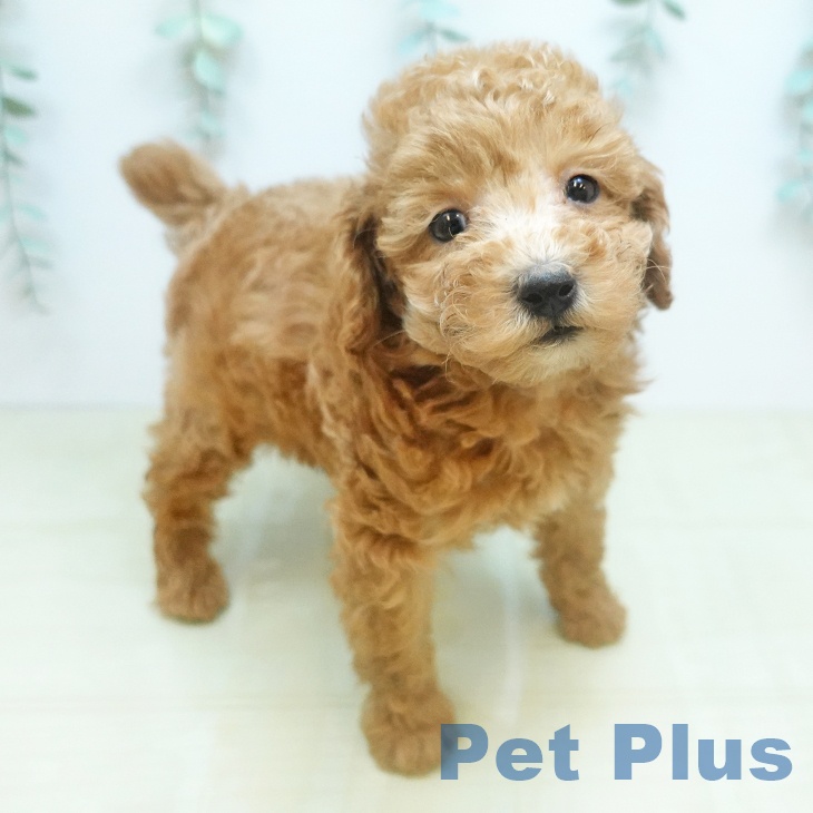 トイ・プードルの写真2