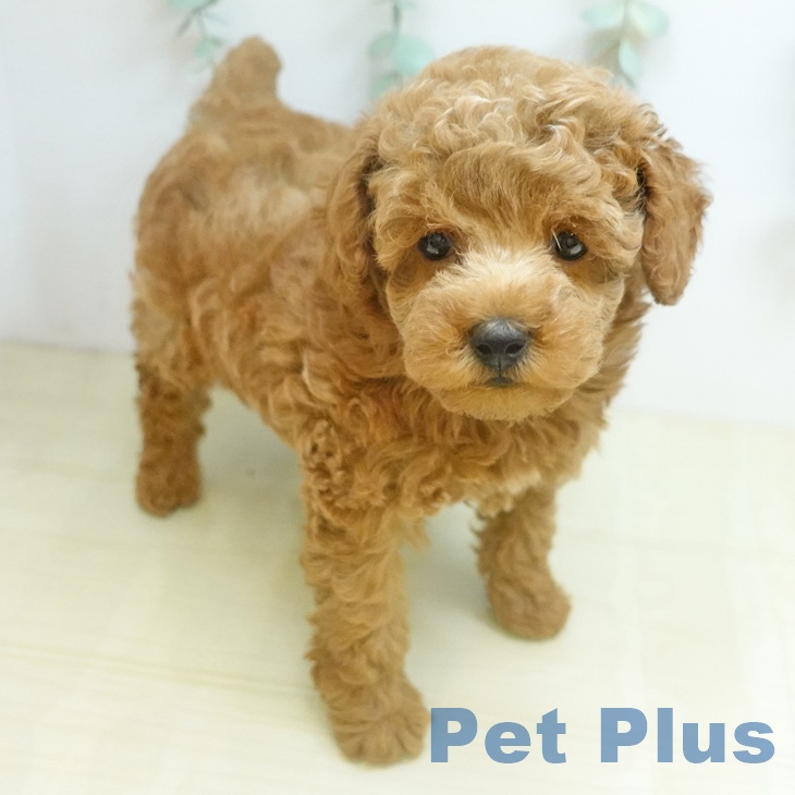 トイ・プードル