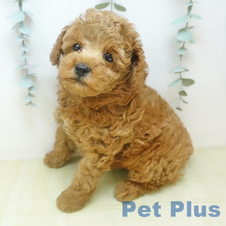 トイ・プードルの写真2