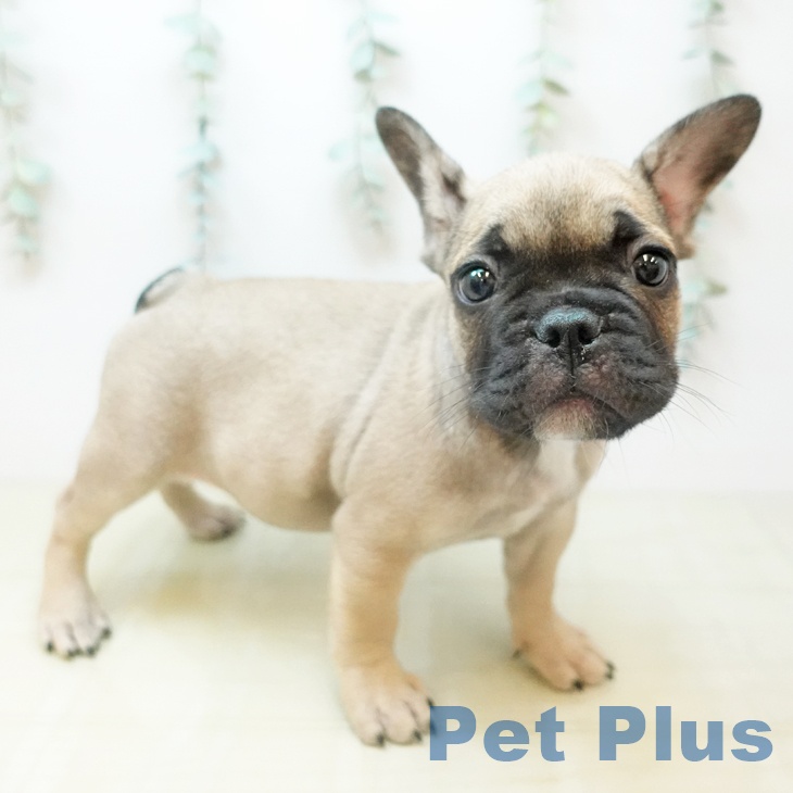 フレンチ・ブルドッグ