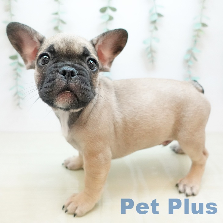 フレンチ・ブルドッグ