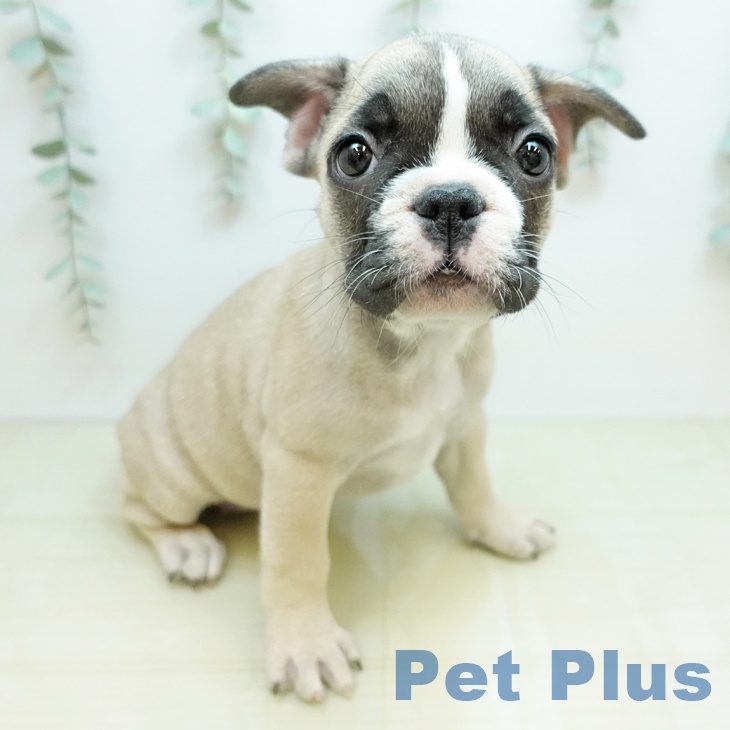 フレンチ・ブルドッグの写真2