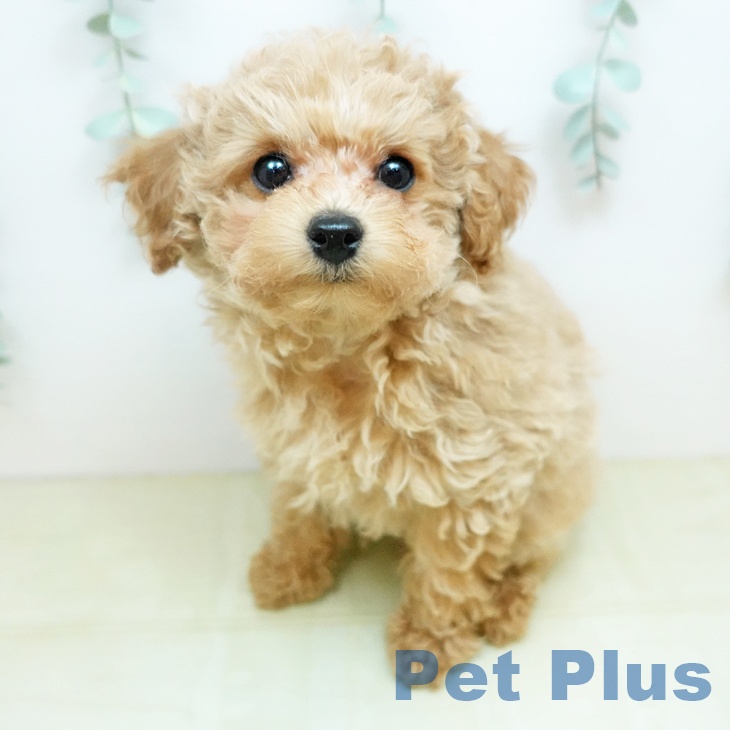 岡山県のトイプードル(トイ) (ペッツワン 岡山南店/2026年1月26日生まれ/男の子/アプリコット)の子犬の1枚目の画像