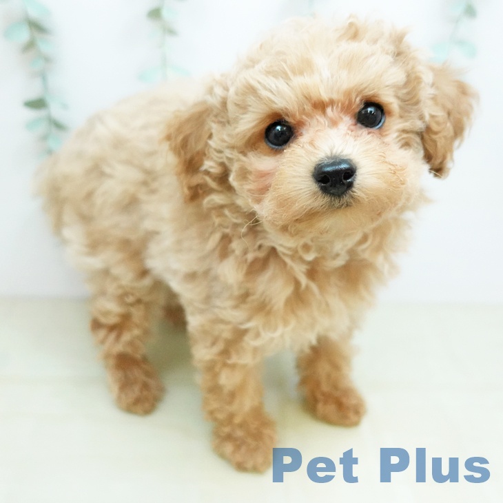 岡山県のトイプードル(トイ) (ペッツワン 岡山南店/2026年1月26日生まれ/男の子/アプリコット)の子犬の2枚目の画像