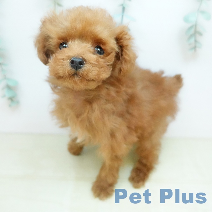 東京都のトイプードル(トイ) (ペットプラス 板橋店/2026年1月12日生まれ/女の子/アプリコット)の子犬の1枚目の画像