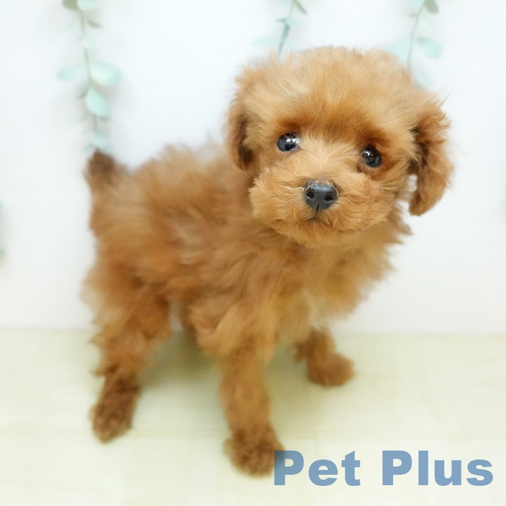 東京都のトイプードル(トイ) (ペットプラス 板橋店/2026年1月12日生まれ/女の子/アプリコット)の子犬の2枚目の画像