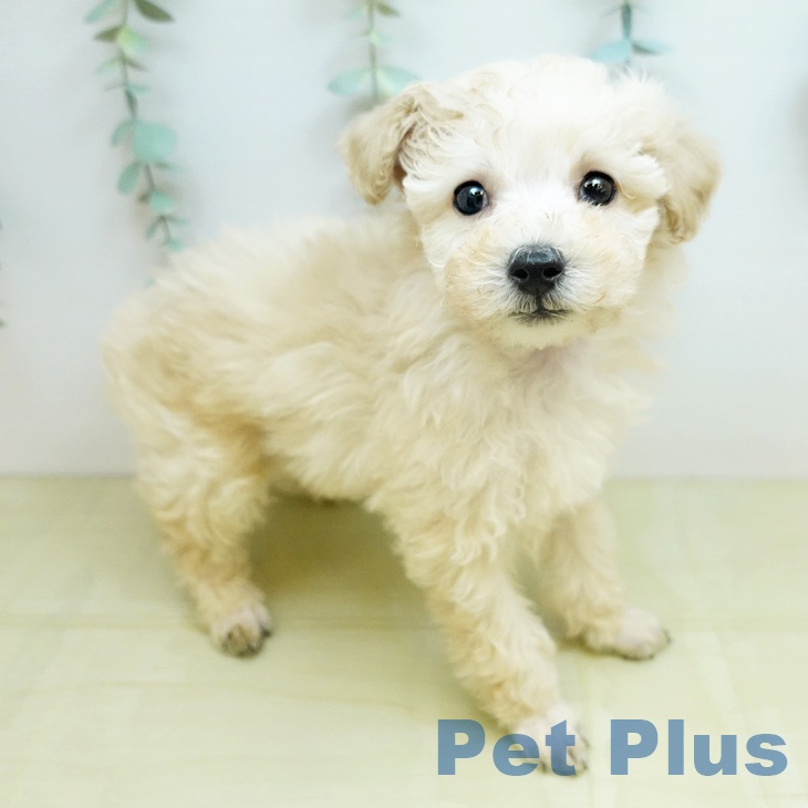 トイ・プードル