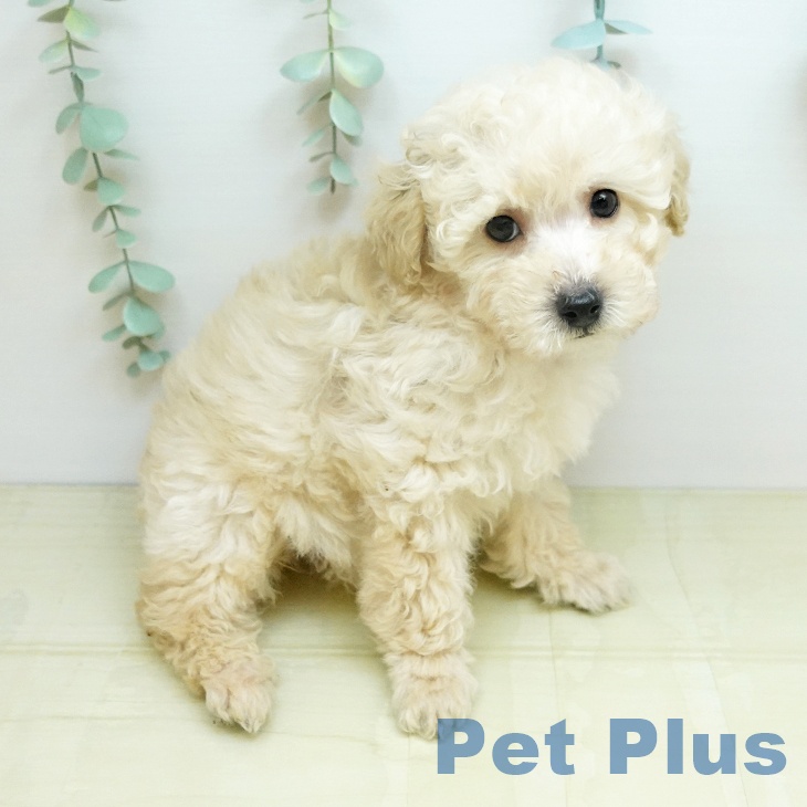 トイ・プードルの写真2