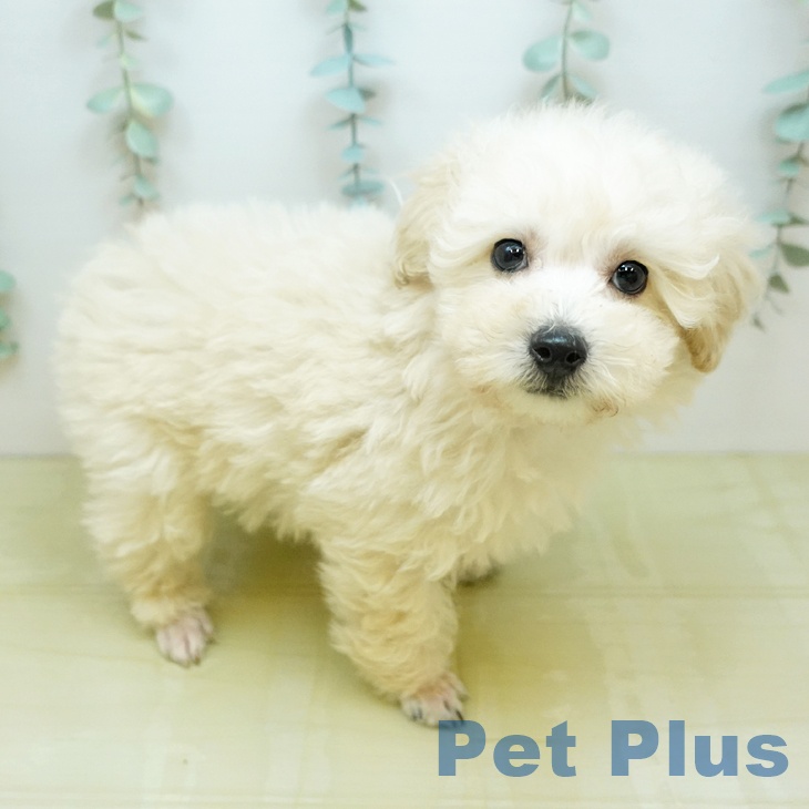 トイ・プードルの写真2