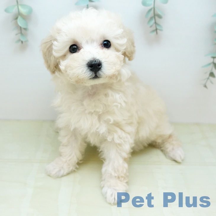 トイ・プードルの写真2