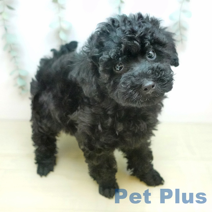 千葉県のトイプードル(トイ) (ペットプラス 成田店/2026年2月5日生まれ/男の子/ブラック)の子犬の1枚目の画像