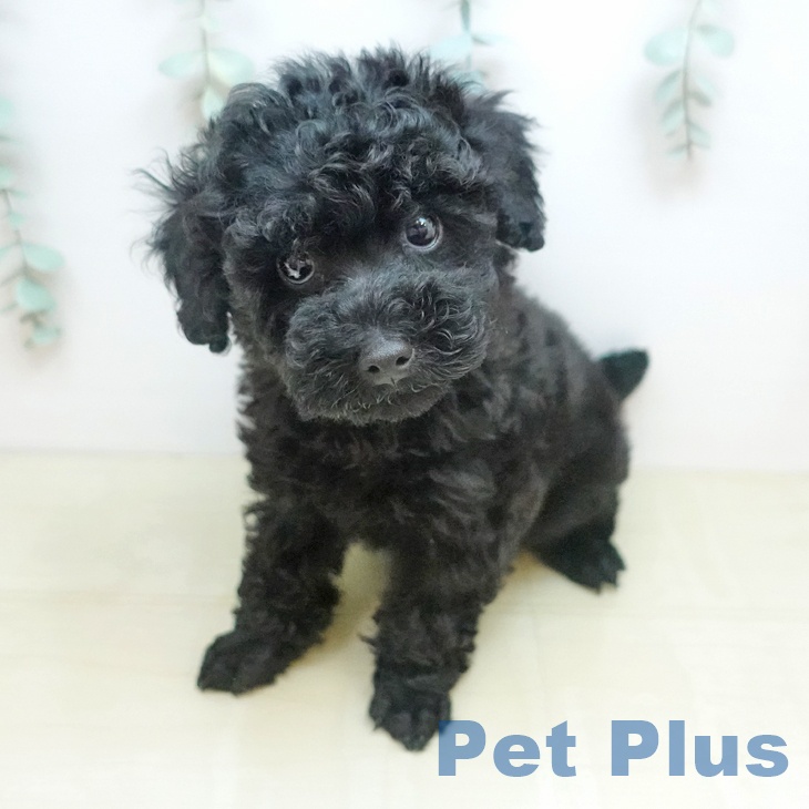 千葉県のトイプードル(トイ) (ペットプラス 成田店/2026年2月5日生まれ/男の子/ブラック)の子犬の2枚目の画像