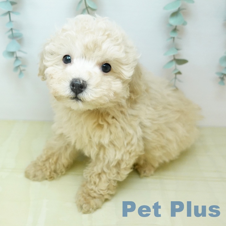 トイ・プードル