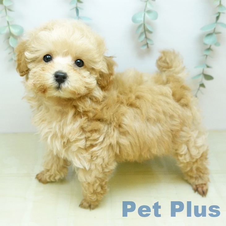 トイ・プードル