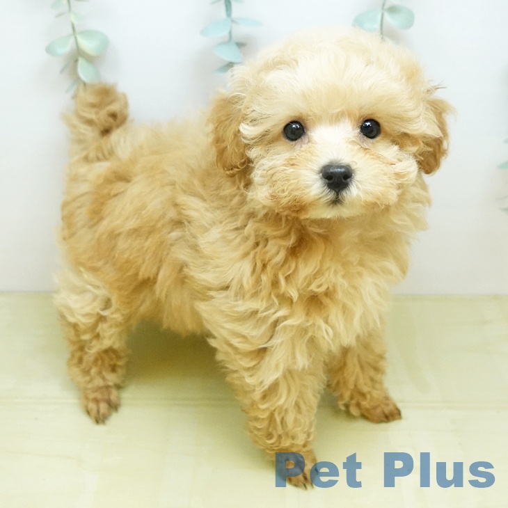 トイ・プードルの写真2