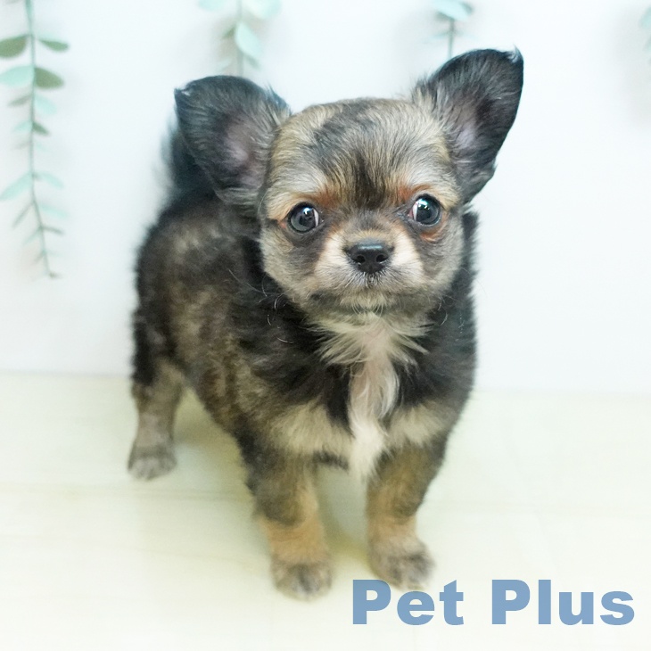埼玉県のチワワ(ロング) (ペットプラス 浦和美園店/2026年2月2日生まれ/女の子/レッドセーブル)の子犬の1枚目の画像