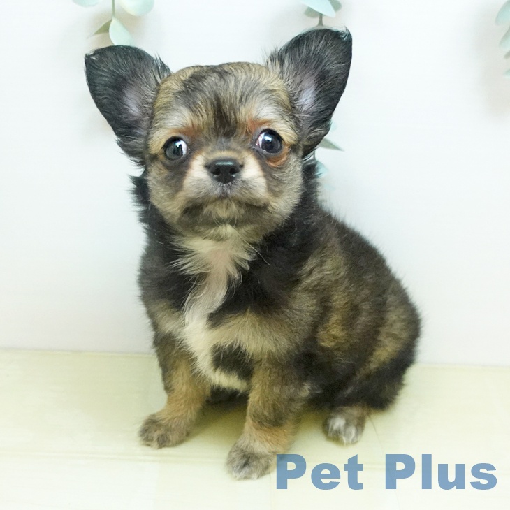 埼玉県のチワワ(ロング) (ペットプラス 浦和美園店/2026年2月2日生まれ/女の子/レッドセーブル)の子犬の2枚目の画像