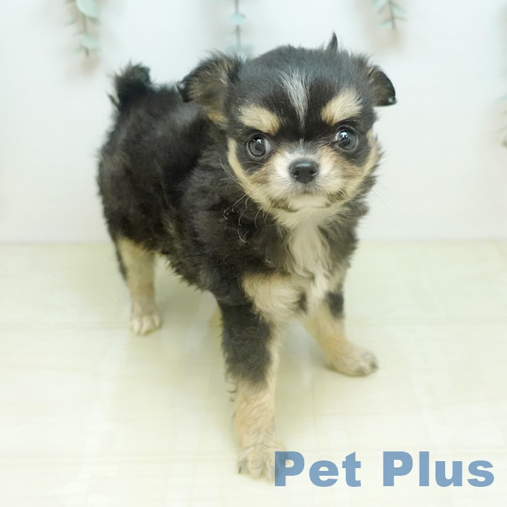 埼玉県のチワワ(ロング) (ペッツワン 吉川美南店/2026年2月3日生まれ/女の子/ブラッククリーム)の子犬