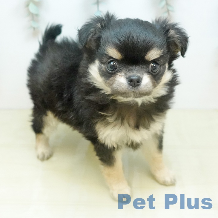 埼玉県のチワワ(ロング) (ペットプラス 浦和美園店/2026年2月3日生まれ/女の子/ブラッククリーム)の子犬