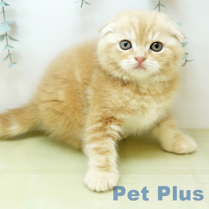 スコティッシュフォールド